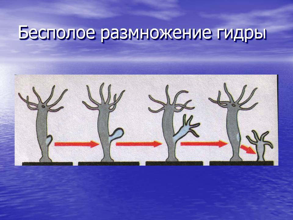 Кракен даркент